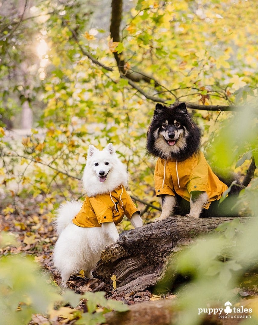 Adorable dog photos of Bella and Riley for their dog photography session in Victoria wearing matching rain coats