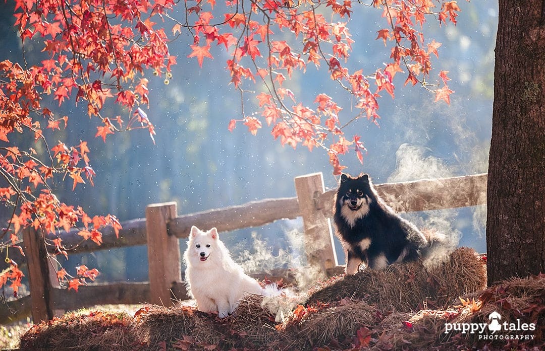 Bella and Riley the Japanese Spitz and Finnish Lapphund have a dog photography session in Victoria during the Autumn season