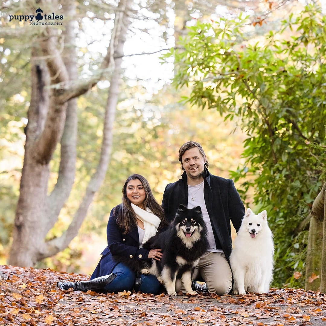 Finnish Lapphund and Japanese Spitz dog photography in Victoria, at the Dandenong Ranges with their human parents