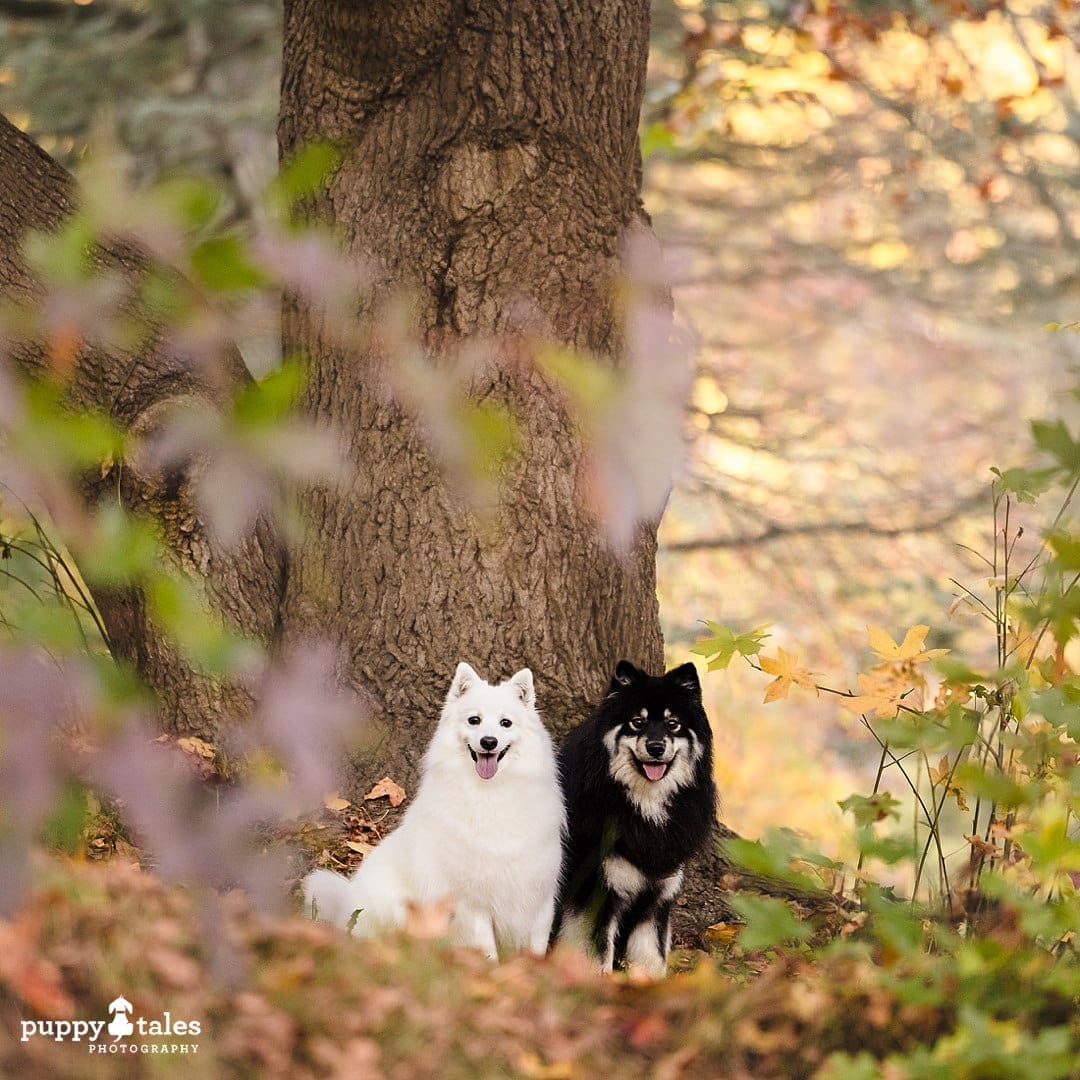 Bella and Riley pose in front of the trees in the beautiful scenery of the Emerald Park Lake during Autumn