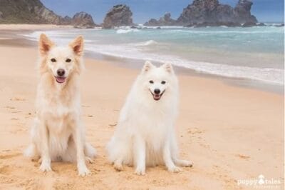 Dog Friendly Destination Bermagui