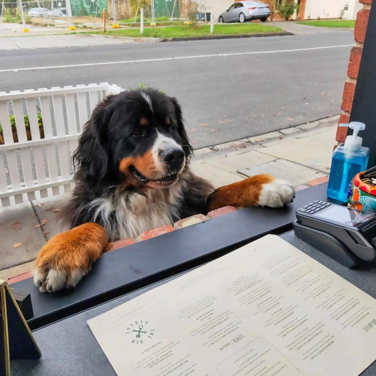Dog leaning inside the cafe window of a pet friendly cafe in Melbourne with both front feet to the side