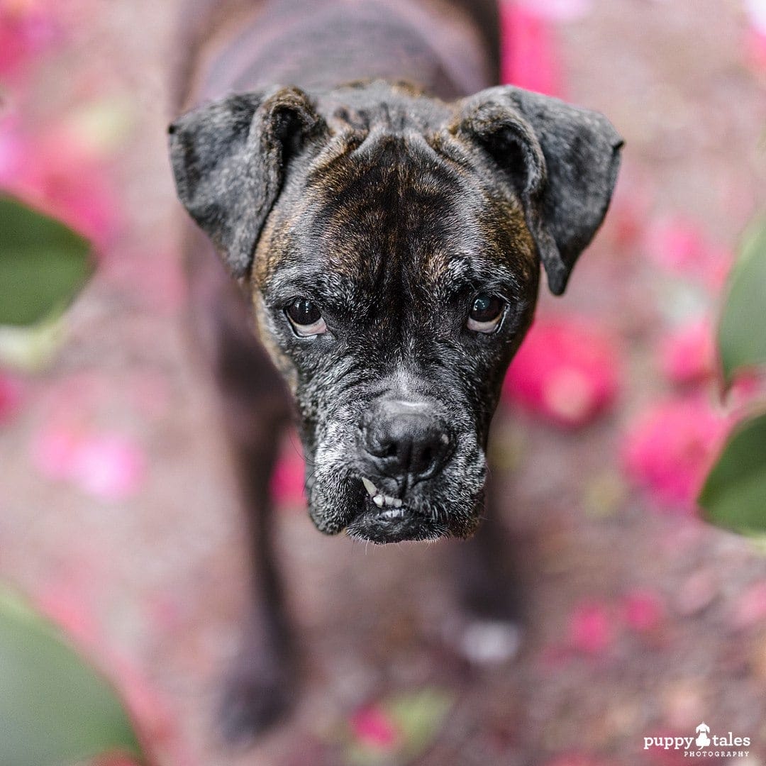 Lulu the Boxer is being photographed amongst the flowers during her dog photography session at Wilson Botanic Park