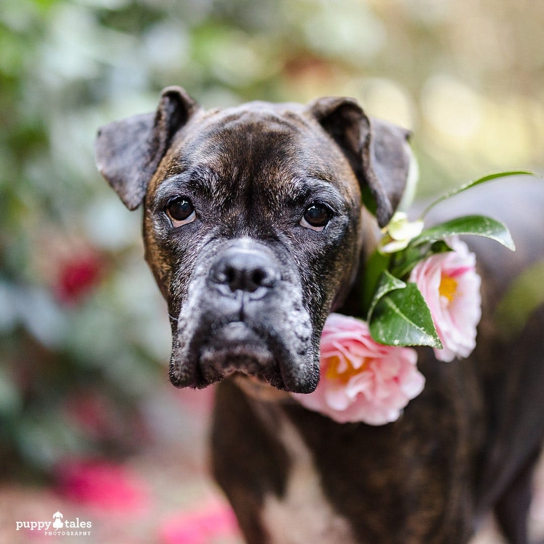 Closeup of Lulu the Boxer in her dog photo session at Wilson Botanic Park