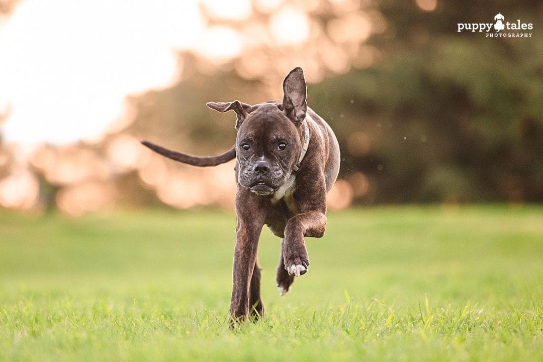 Lulu the Boxer is having fun during her dog photo session in Wilson Botanic Park.
