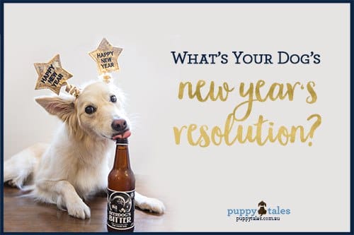Dogs New Year's Resolutions Generator for your Dog!