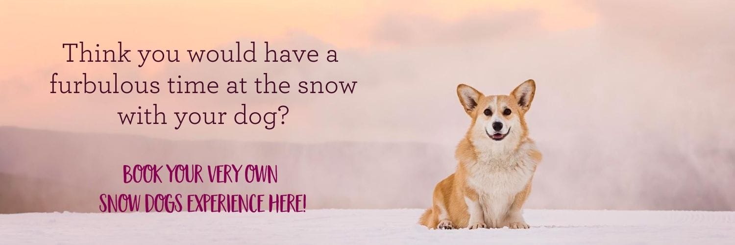 Book a Snow Dogs Experience at Dinner Plain 7