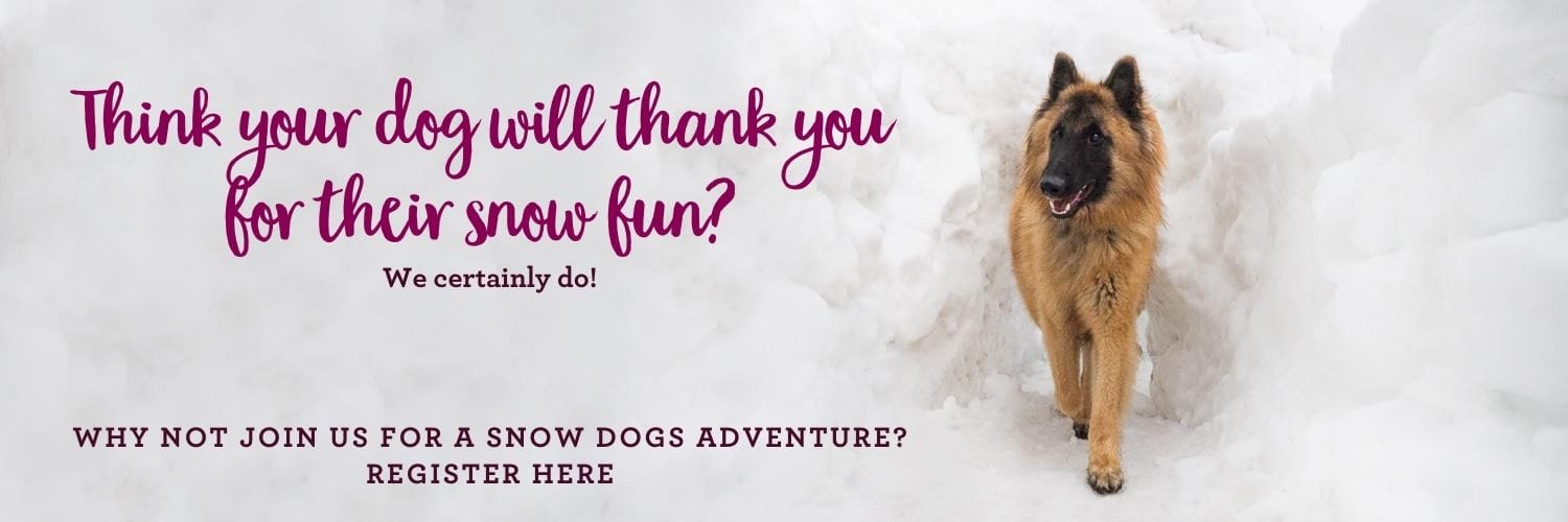 Book your snow dogs experience 2