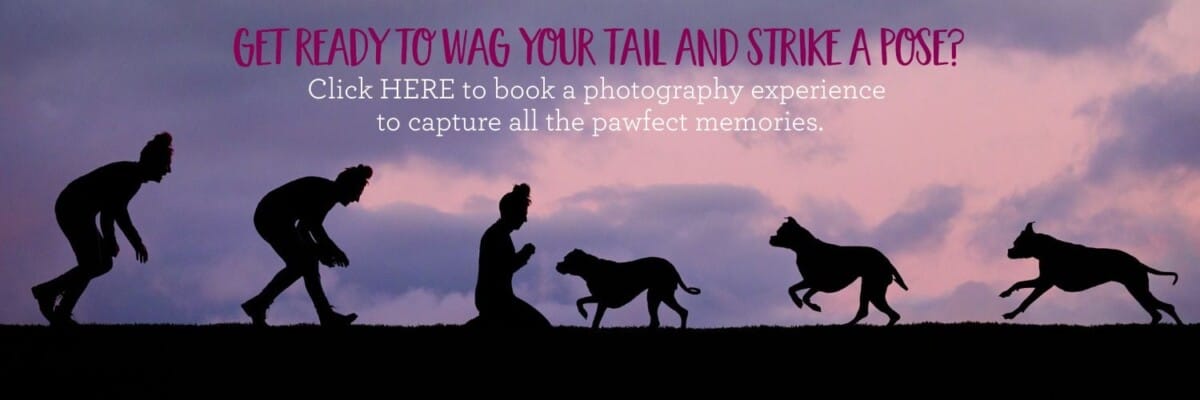Lulu the Boxer's pet photography experience with Puppy Tales Photography