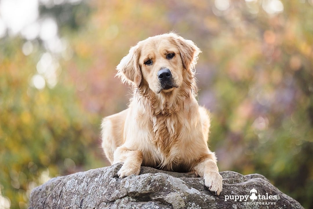 Golden Retriever on top of a rock in Canberra