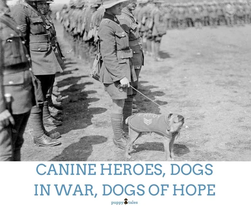 Canine Heroes Dogs in War Dogs of Hope Facebook