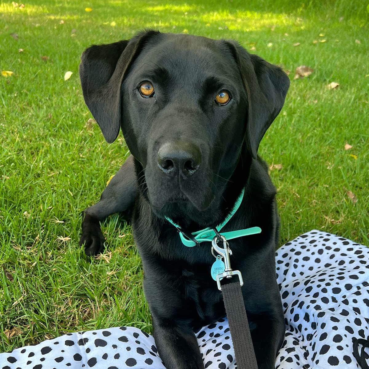 Cooper-Labrador-x-Square