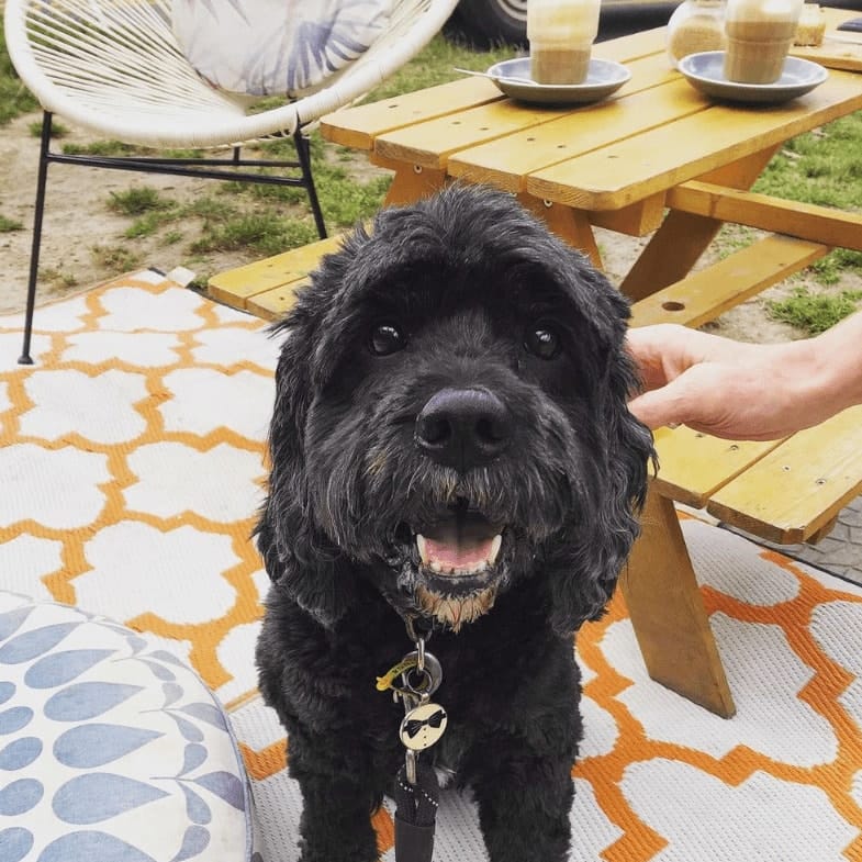 Cute dog enjoy seating in dog-friendly cafe in Melbourne
