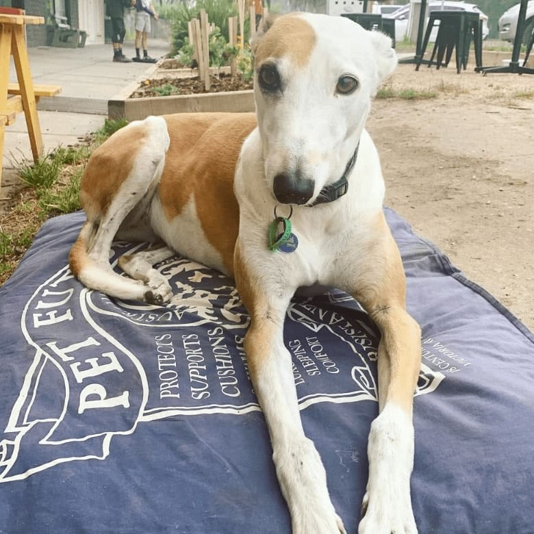 cute dog sitting in one of the outdoor tables of a dog friendly cafe in Bayside and Peninsula