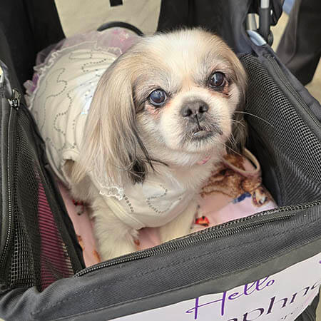 Daphne Tibetan Spaniel web