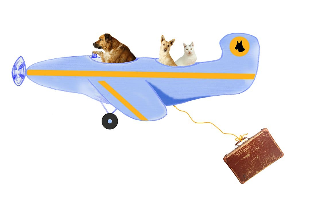 Options for pets on air travel instead of travelling via the Spirit of Tasmania with dogs