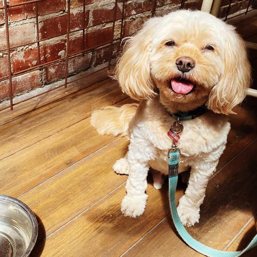 Small dog looking up and smiling for the camera in this dog friendly cafe around Western Melbourne with a bowl by its side