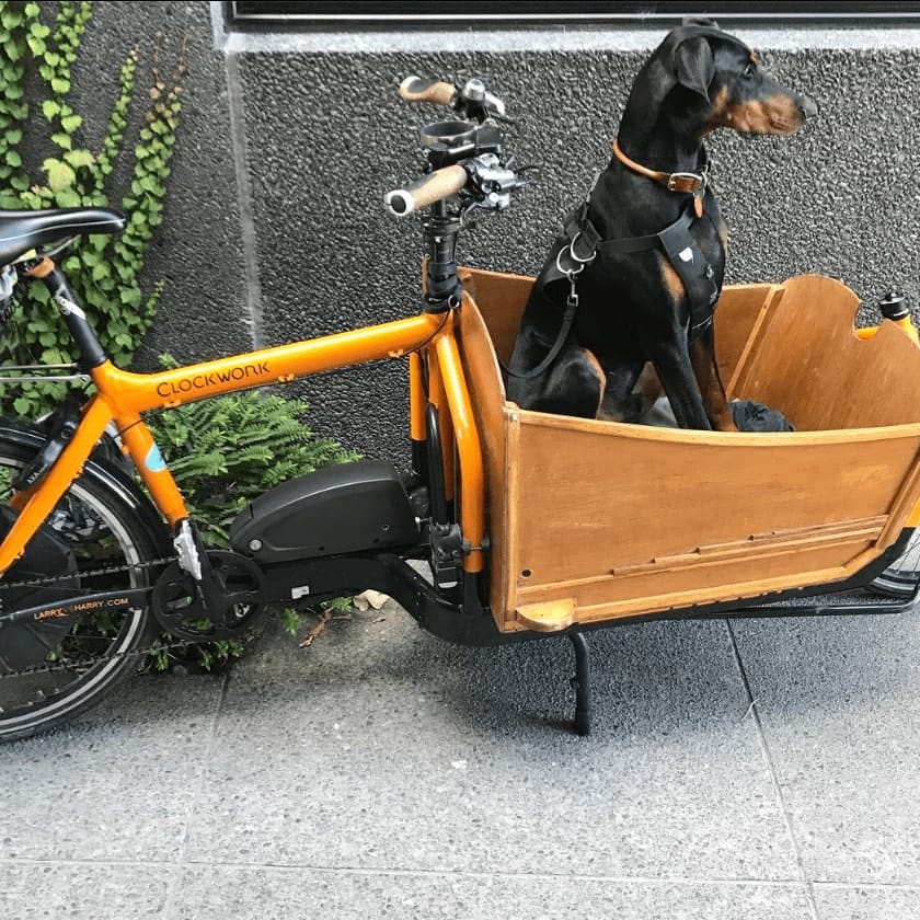 Canine relaxes in dog-friendly cafe in Melbourne's bike seat