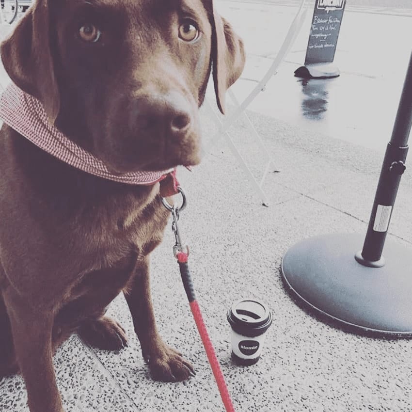 A dog looking lovingly in the camera at Melbourne's dog-friendly cafe outdoor seating