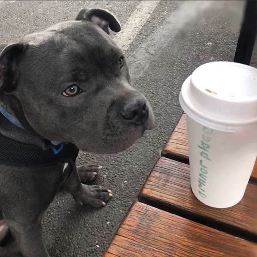 A well-behaved black dog dines with its owner in a dog-friendly cafe in Melbourne. A steaming cup of coffee sits in front of the table.