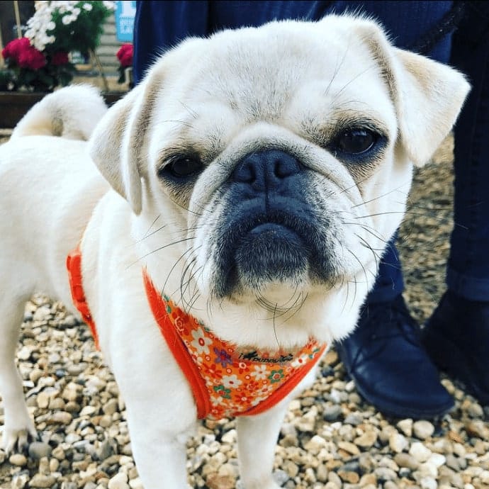 white dog with colourful bandana in dog friendly cafe in Melbourne