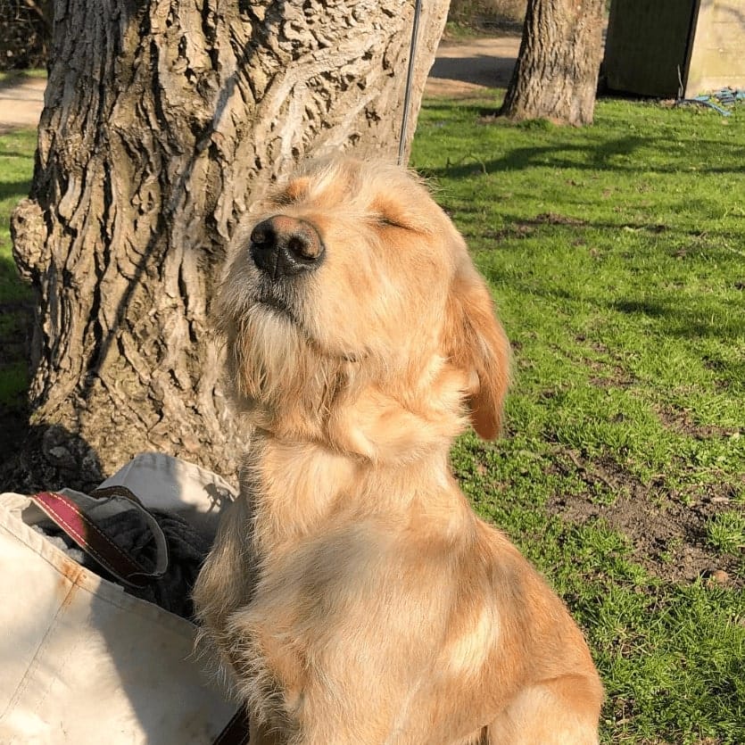Canine enjoy some shade outside dog friendly cafe in Melbourne