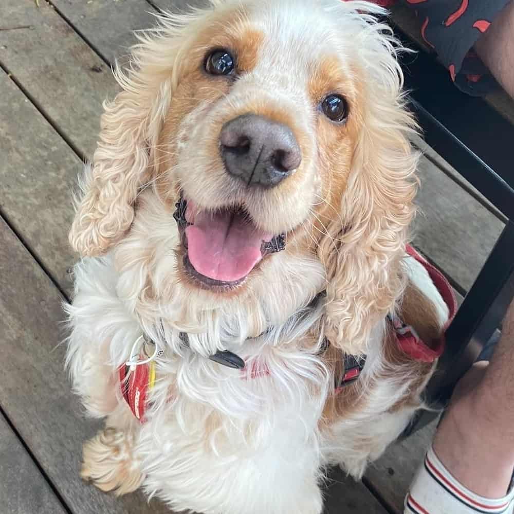 Dog looking up at camera in a pet friendly cafe in Melbourne