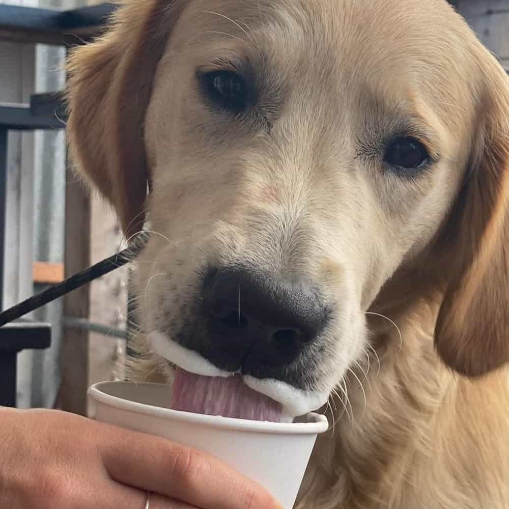 Big dog looking at camera in a dog friendly cafe drinking from a pup cup
