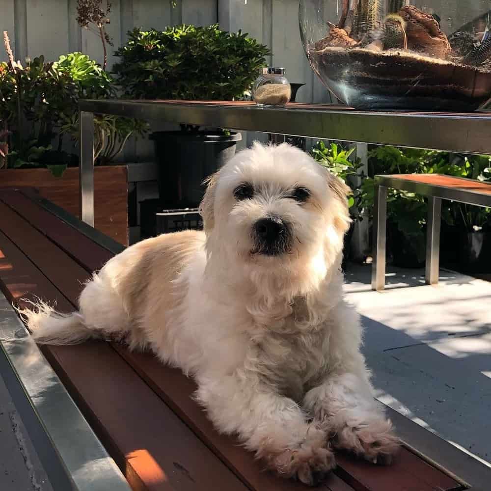 Dog sitting on all fours in one of the dog friendly cafe in Melbourne's benches