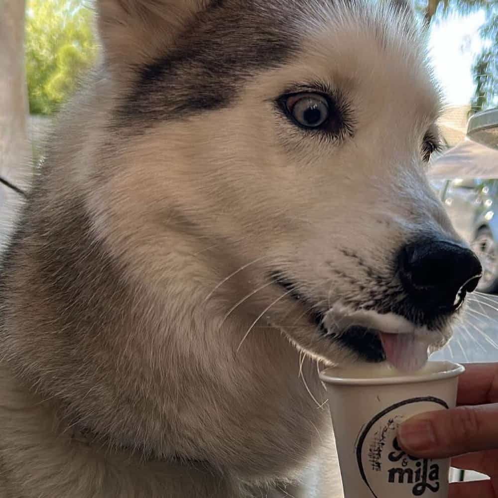 Owner feeding their dog a pup cup from this dog friendly cafe in Melbourne.
