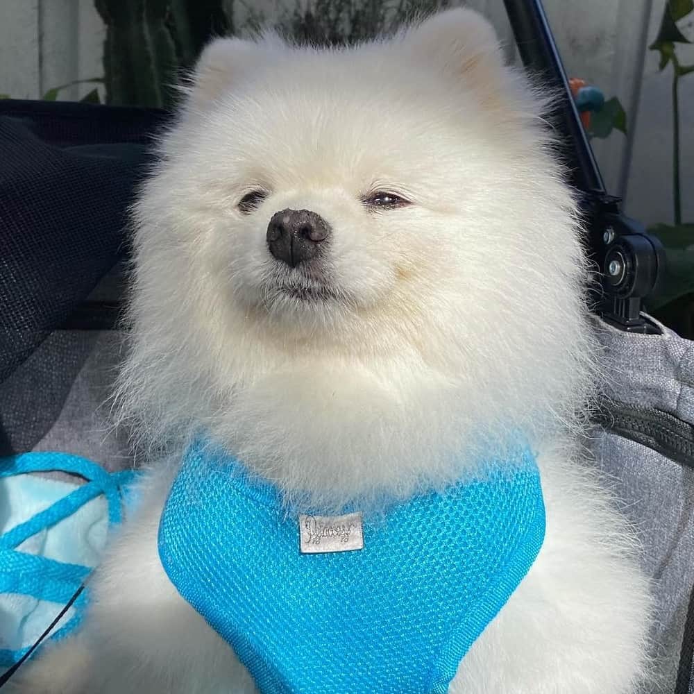 Cute dog on its leash at this dog friendly cafe in Melbourne