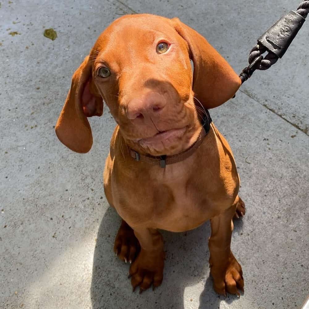 Dog on leash outside of dog friendly cafe in Melbourne looking up at the camera
