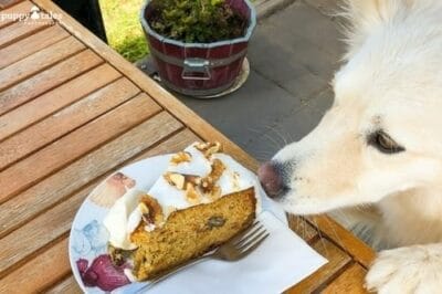 Dog Friendly Cafe Lakes Entrance
