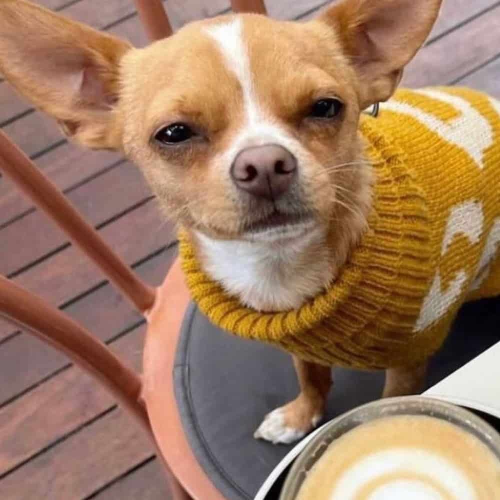 A small dog is sitting on top of a chair of a dog friendly cafe in Melbourne