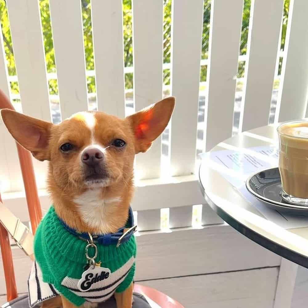 Small dog sitting in one of the outdoor tables of this dog friendly cafe around Southern Melbourne