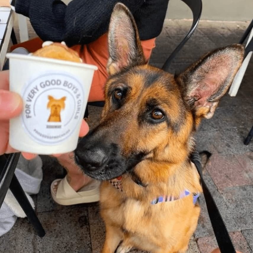 Large dog sitting in this dog friendly cafe outside Eastern Melbourne's outdoor space with a pup cup