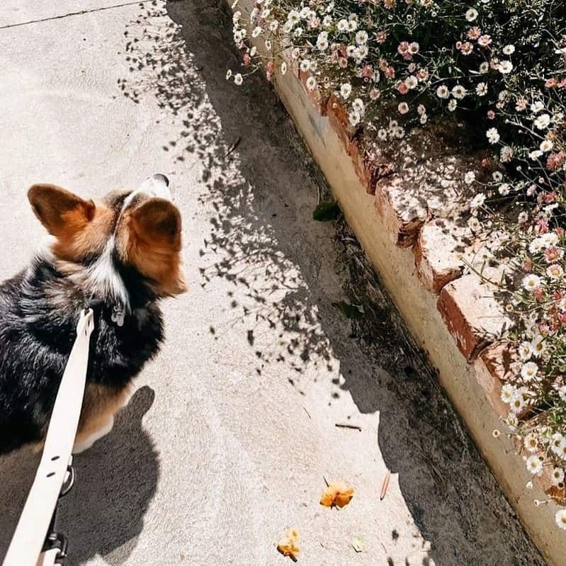 Dog is being walked by the owner in one of the spacious outdoor area of this dog friendly cafe in Melbourne