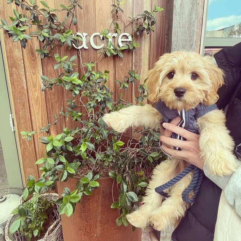 Dog being held by owner in the dog friendly cafe in Melbourne's signage in front