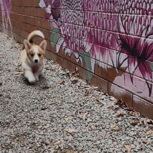 Energetic dog running outdoors in sunny weather in a dog friendly cafe in Melbourne
