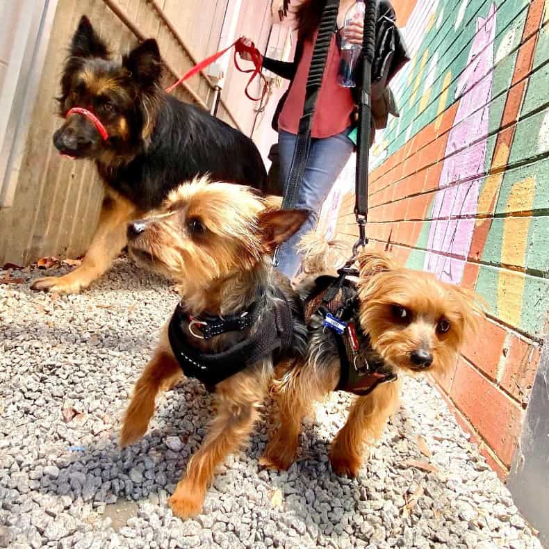 Three dogs on their leashes walking outside the dog friendly cafe around Bayside and Peninsula