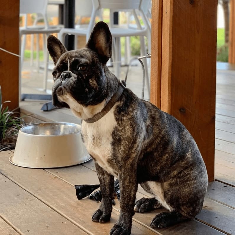 Dog sitting outside a pet friendly cafe in melbourne