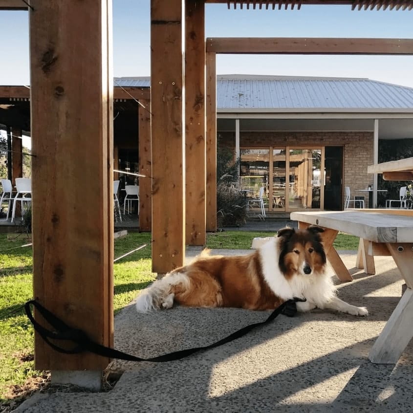 Furry dog sitting outside Melbourne's dog-friendly cafe