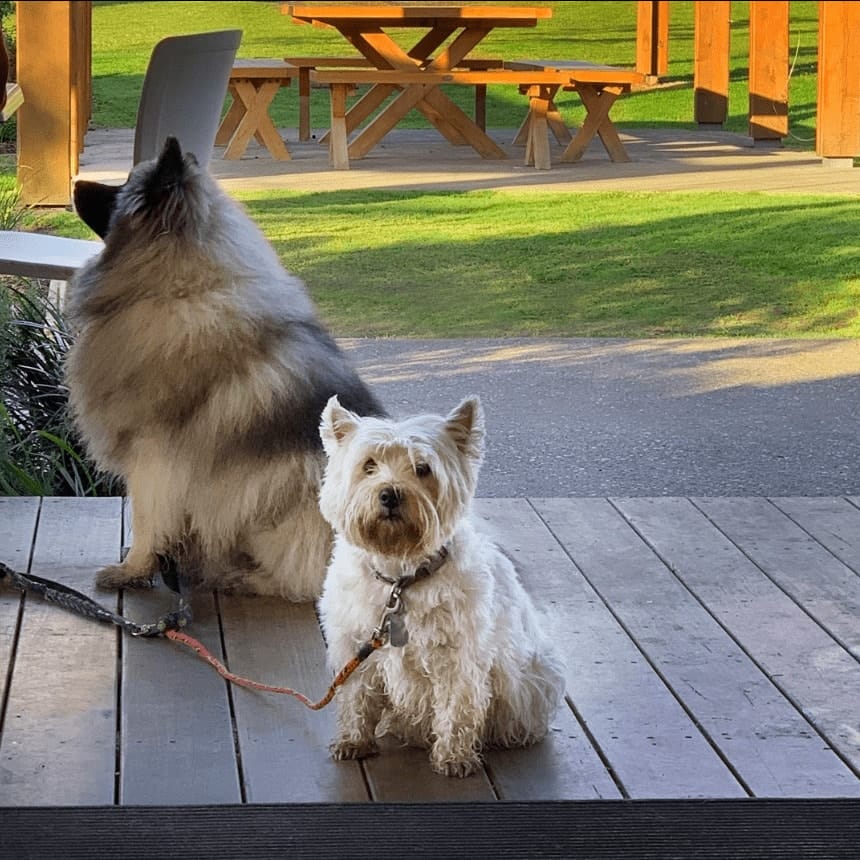 Small dog patiently waits at Melbourne's dog friendly cafe outdoor seating
