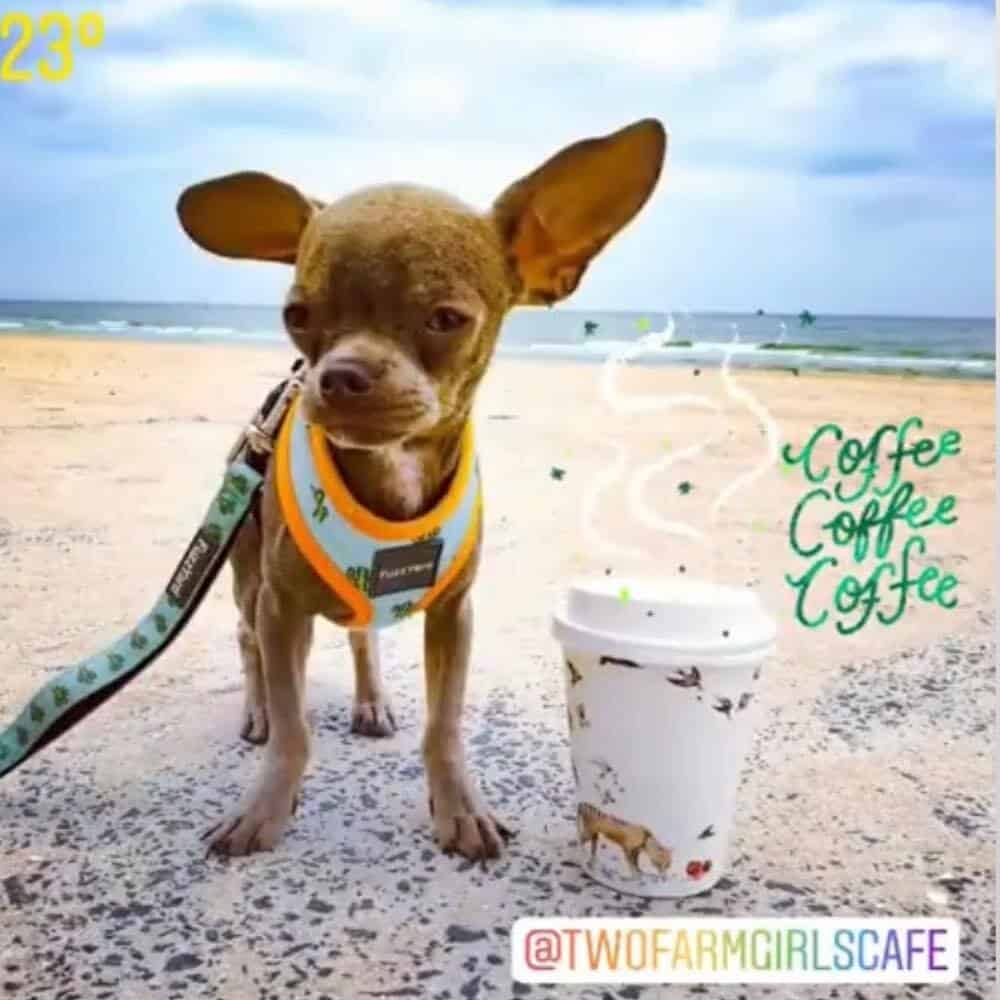 cute dog hanging out in dog-friendly cafe in Melbourne
