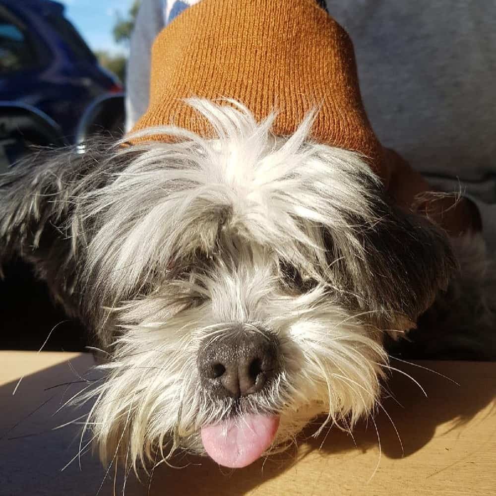 Cute pup chilling outside Melbourne's dog-friendly cafe