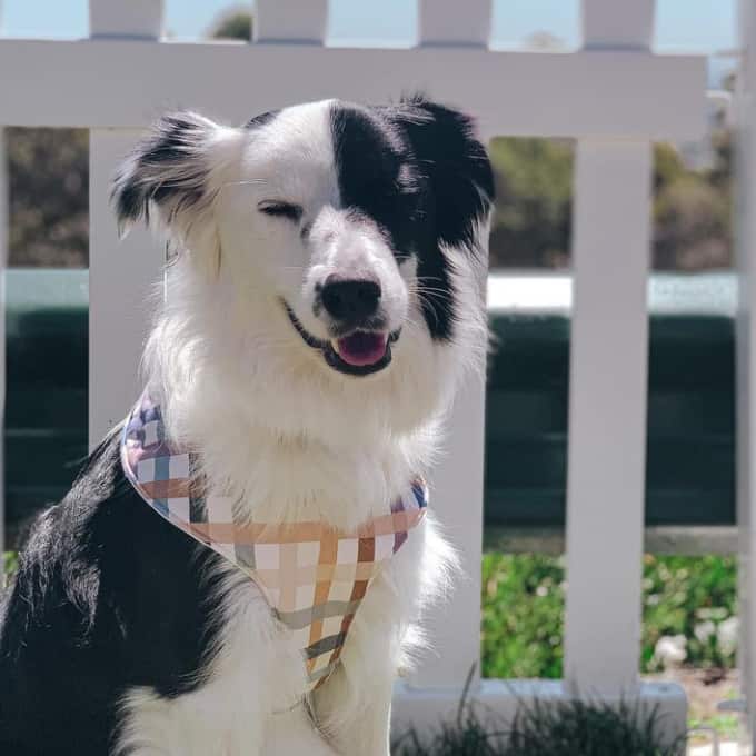 Dog smiling for the camera as they dine in this pet friendly restaurant in Melbourne