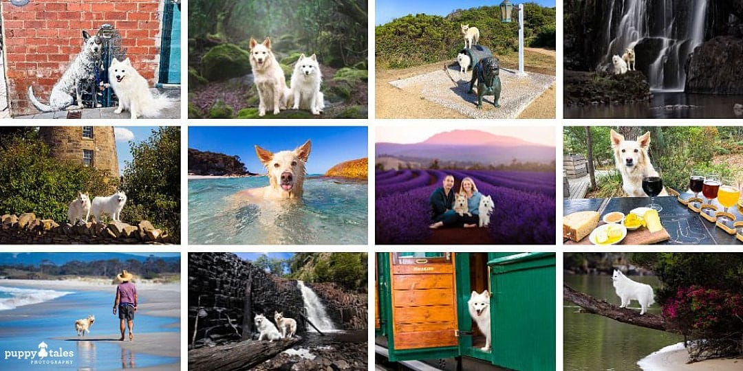 Bringing a caravan or a vehicle and travelling via the Spirit of Tasmania with dogs 