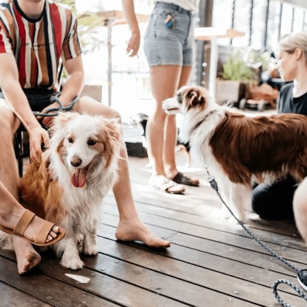 Two dogs with their owners chilling in a dog friendly restaurant in Melbourne