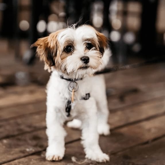 Cute small dogs stands outside a cafe in Melbourne's outer suburbs