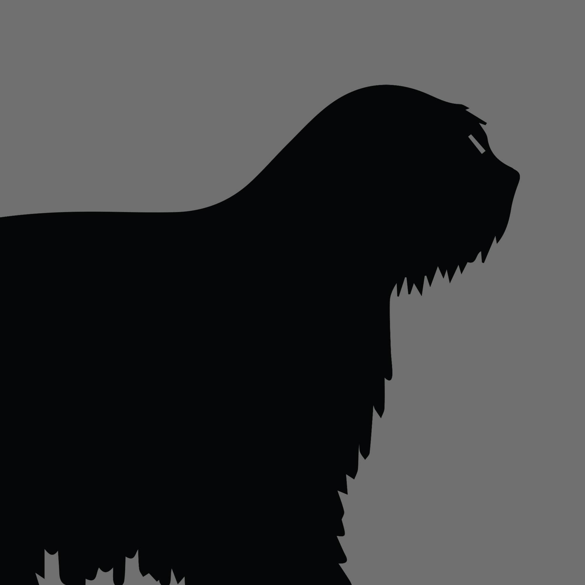 Dog Silhouette Square Bergamasco Shepherd Dog e1618461133761